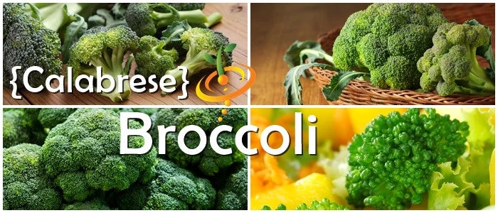 Broccoli - Calabrese 10 Broccoli - Calabrese - Image 8
