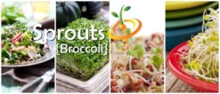 Sprouts/Microgreens - Broccoli -seedsnow Sales Store 700x300 8b8d7ad9 c217 43f0 bbcb e595113c58a4