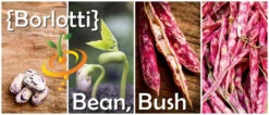 Bean, Bush - Borlotti -seedsnow Sales Store 700x300 94ff42fa a575 4bad a289 525c11bbe47d