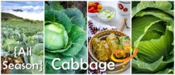 Cabbage - All Season -seedsnow Sales Store 700x300 968b205c 66e1 4c9a 8126 bd013a387cca