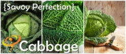 Cabbage - Savoy Perfection 16 Cabbage - Savoy Perfection -seedsnow Sales Store 700x300 adc10896 6a23 42f4 a7f7 d0ecf6b01d4e