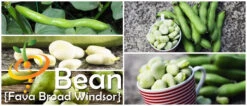 Bean, Fava/Broad - Broad Windsor 18 Bean, Fava/Broad - Broad Windsor -seedsnow Sales Store 700x300 d48202bf 35a4 4134 a815 6bfa5baa0ebb