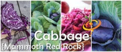 Cabbage - Mammoth Red Rock -seedsnow Sales Store 700x300 ee0bd066 4bd2 4197 b328 3b7cb8297a1d