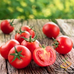 Tomato - Ace 55 (Determinate)