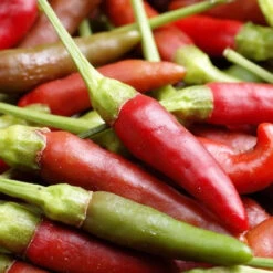 Pepper (Hot) - Bird's Eye 🔥🔥🔥 -seedsnow Sales Store 700xBirds Eye 700x 2fcb5ee4 87cf 4be1 8566 500810727c17