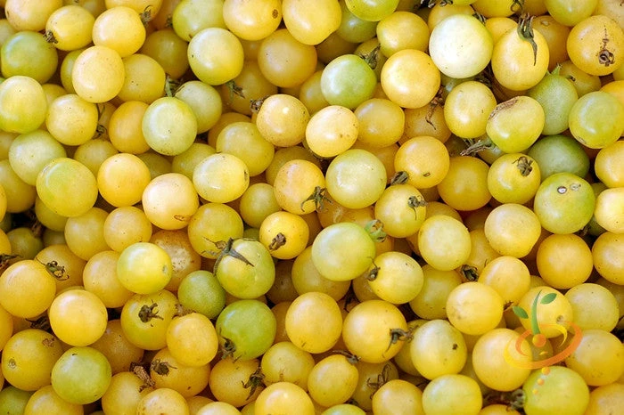 Tomato - Cherry, White (Indeterminate) 4 Tomato - Cherry, White (Indeterminate) - Image 2