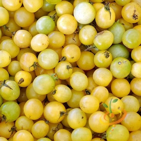 Tomato - Cherry, White (Indeterminate) 3 Tomato - Cherry, White (Indeterminate)