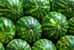 Watermelon - Crimson Sweet -seedsnow Sales Store 700xCrimson Sweet