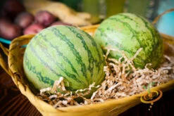 Watermelon - Sugarbaby -seedsnow Sales Store 700xDSC 3783