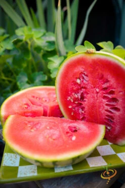 Watermelon - Sugarbaby -seedsnow Sales Store 700xDSC 3785