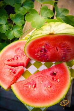 Watermelon - Sugarbaby -seedsnow Sales Store 700xDSC 3789