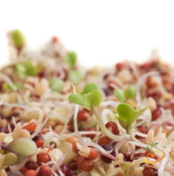 Sprouts/Microgreens - Broccoli -seedsnow Sales Store 700xForshopify 31