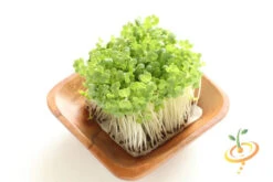 Sprouts/Microgreens - Broccoli -seedsnow Sales Store 700xForshopify 33
