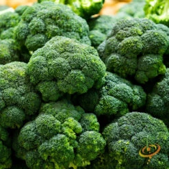 Broccoli - Calabrese