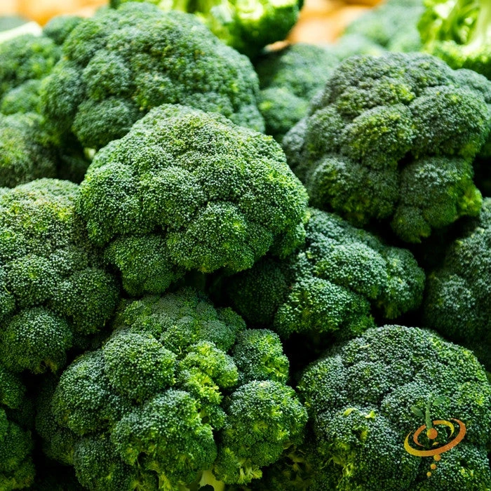 Broccoli - Calabrese 3 Broccoli - Calabrese
