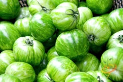 Tomato - Green Striped Zebra (Semi-determinate) -seedsnow Sales Store 700xGreen Striped Zebra