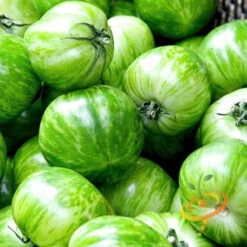 Tomato - Green Striped Zebra (Semi-determinate)