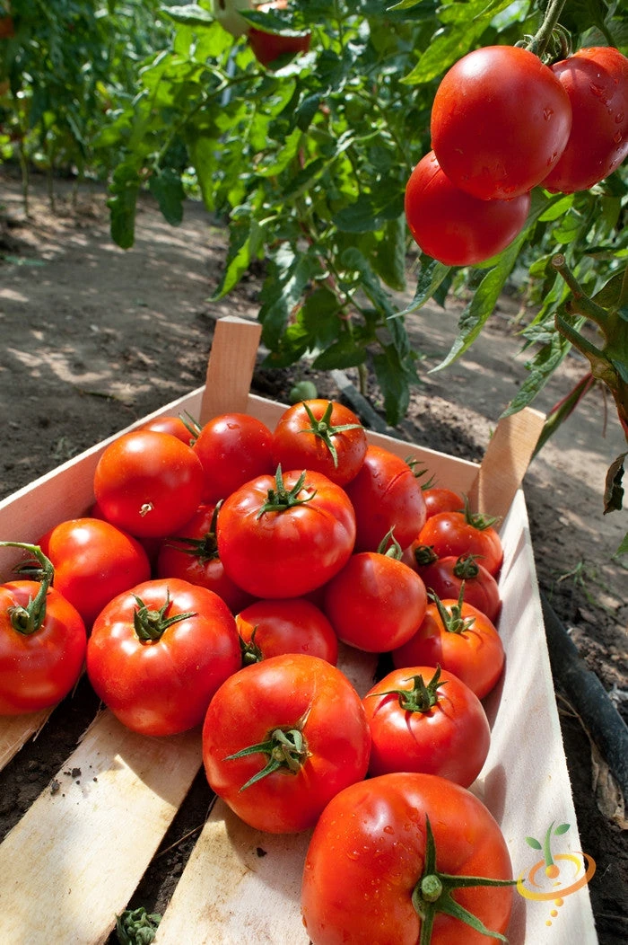 Tomato - Homestead (Determinate) 7 Tomato - Homestead (Determinate) - Image 5