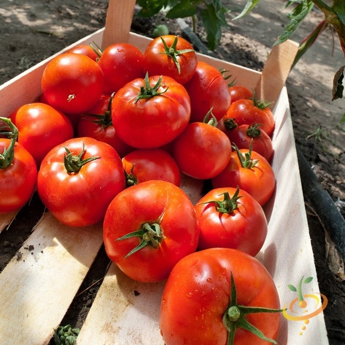 Tomato - Homestead (Determinate) 3 Tomato - Homestead (Determinate)