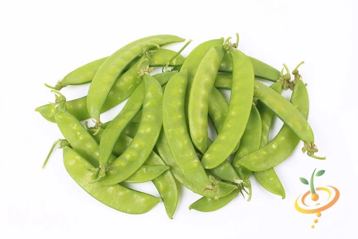 Pea (Snow) - Oregon Giant 7 Pea (Snow) - Oregon Giant - Image 5