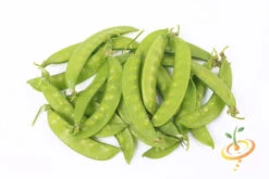 Pea (Snow) - Oregon Giant 23 Pea (Snow) - Oregon Giant -seedsnow Sales Store 700xOregon Giant 91e6a6df cdc1 4ec9 ae92 5b6578307f80