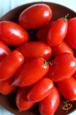 Tomato - Rio Grande (Determinate) -seedsnow Sales Store 700xRio Grande