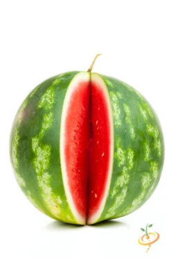 Watermelon - Sugarbaby -seedsnow Sales Store 700xSugar Baby