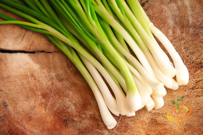 Onion - Tokyo Long White (Bunching), Scallion 6 Onion - Tokyo Long White (Bunching), Scallion - Image 4