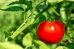 Tomato - VR Moscow (Determinate) -seedsnow Sales Store 700xVR Moscow