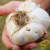 Garlic - (Soft Neck) - Elephant 1 Garlic - (Soft Neck) - Elephant -seedsnow Sales Store 700x 03487f67 5c4e 43a3 bcd5 4c925547addf