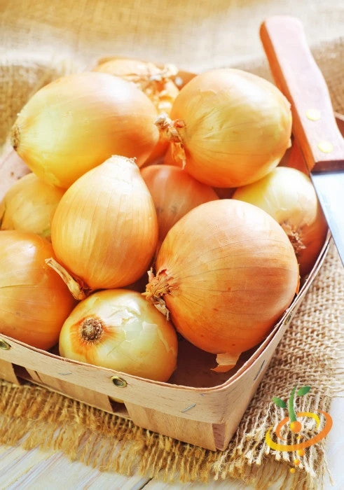 Shallot (sets) - Dutch, Yellow 8 Shallot (sets) - Dutch, Yellow - Image 6