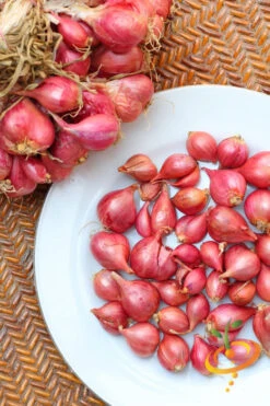 Shallot (sets) - Holland, Red (Organic) 8 Shallot (sets) - Holland, Red (Organic) -seedsnow Sales Store 700x bac94995 cb69 40aa a561 2fc19b99fea2