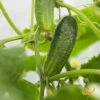 Cucumber - Space Master -seedsnow Sales Store 700xshutterstock 101440387 700x 04f73dd0 1098 44ac 9200 aac8a4d912af