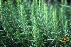 Rosemary -seedsnow Sales Store 700xshutterstock 104195150