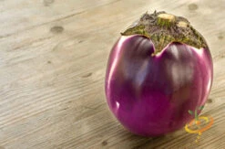 Eggplant - Round Mauve -seedsnow Sales Store 700xshutterstock 105327977