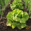Lettuce - All Year Round -seedsnow Sales Store 700xshutterstock 105436343 700x b09a8e43 5d0c 4553 9e3a a447354405ad