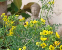 Rue -seedsnow Sales Store 700xshutterstock 10648903