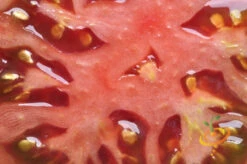 Tomato - Cherokee Purple (Indeterminate) -seedsnow Sales Store 700xshutterstock 109823906