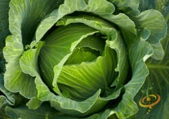 Cabbage - All Season -seedsnow Sales Store 700xshutterstock 110094923