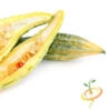 Melon - Banana -seedsnow Sales Store 700xshutterstock 111024575 700x 5f44bee3 2c78 4842 8341 c517222469d4
