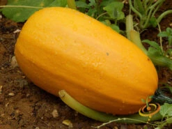 Squash (Winter) - Spaghetti -seedsnow Sales Store 700xshutterstock 111039563