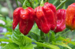 Pepper (Hot) - Habanero, Red Caribbean 🔥🔥🔥🔥🔥 -seedsnow Sales Store 700xshutterstock 111657731