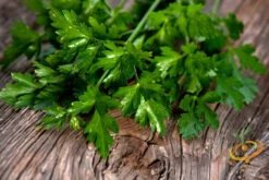 Parsley - Dark Green Italian Giant 14 Parsley - Dark Green Italian Giant -seedsnow Sales Store 700xshutterstock 111730217
