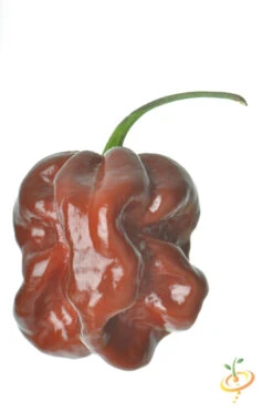 Pepper (Hot) - Habanero, Chocolate 🔥🔥🔥🔥🔥 -seedsnow Sales Store 700xshutterstock 113121493