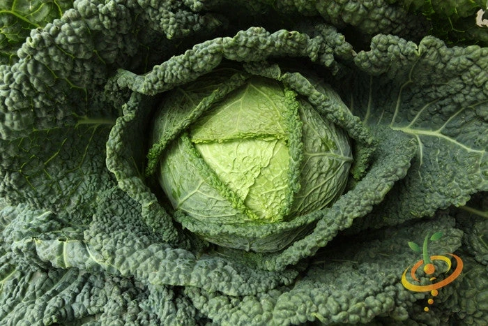Cabbage - Savoy Perfection 4 Cabbage - Savoy Perfection - Image 2