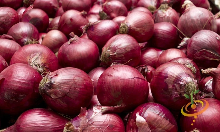 Onion - Red Burgundy (Short Day) 4 Onion - Red Burgundy (Short Day) - Image 2