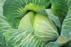 Cabbage - All Season -seedsnow Sales Store 700xshutterstock 114767377