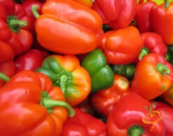 Pepper (Sweet) - California Wonder -seedsnow Sales Store 700xshutterstock 114776806
