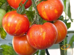 Tomato - Mr. Stripey (Indeterminate) -seedsnow Sales Store 700xshutterstock 115791754 6b10a5d4 0875 410d aaf5 a5efa3bc6bd0