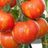 Tomato - Mr. Stripey (Indeterminate) -seedsnow Sales Store 700xshutterstock 115791754 700x 916abca8 51f2 446e 9c08 d955bbc52990